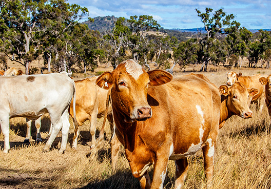 Livestock